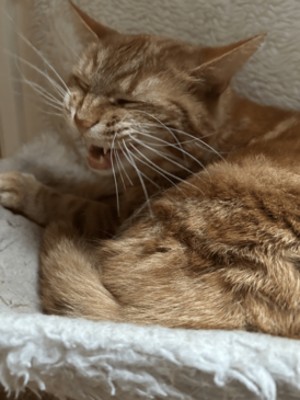 A Picture of My Cat Flash!