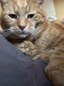 Another Picture of My Cat Flash!