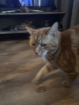 Another Another Picture of My Cat Flash!