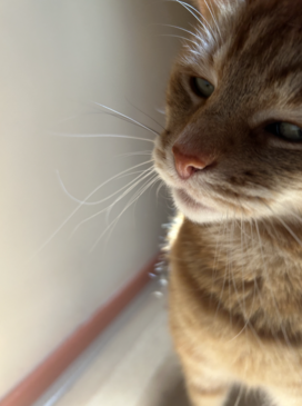 Yet Another Picture of My Cat Flash!